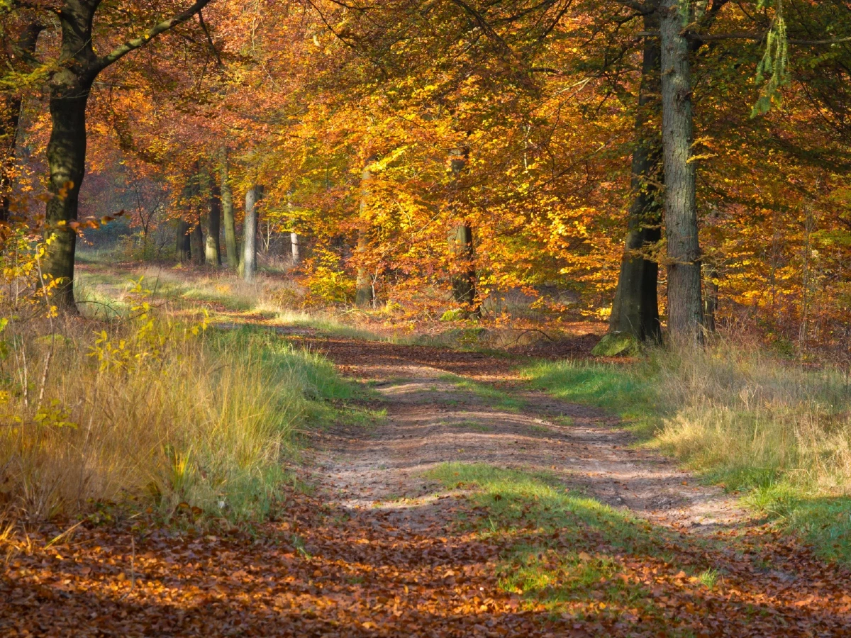 Impressie van Aa en Hunze, bosrijk gebied