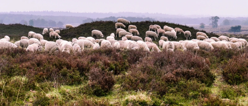 Luchtfoto van de bosrijke omgeving in Ermelo