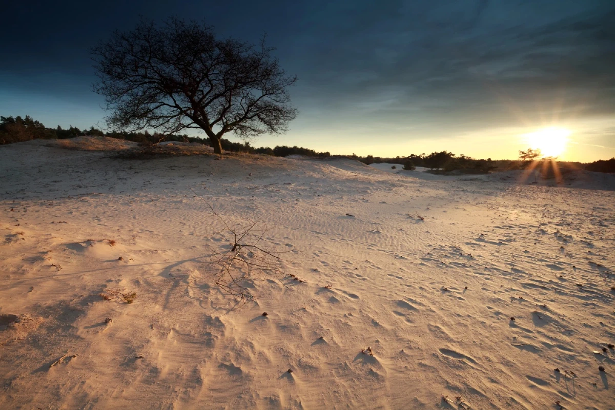 Nunspeter zandduinen